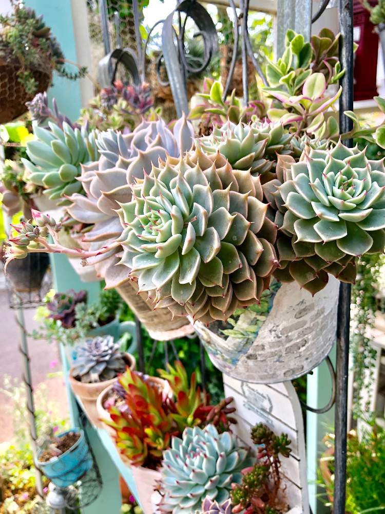 多肉植物の寄せ植え♡森の中のナチュラルガーデン♡そのまま飾れる