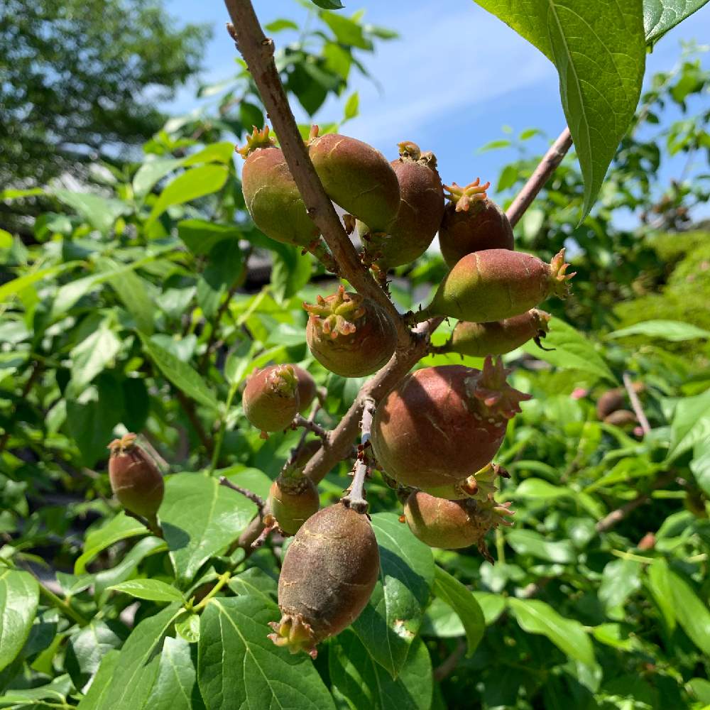 蝋梅の実の投稿画像 By さん吉さん 19月5月14日 Greensnap グリーンスナップ