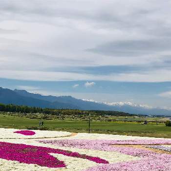 松本空港の投稿画像一覧 Greensnap グリーンスナップ