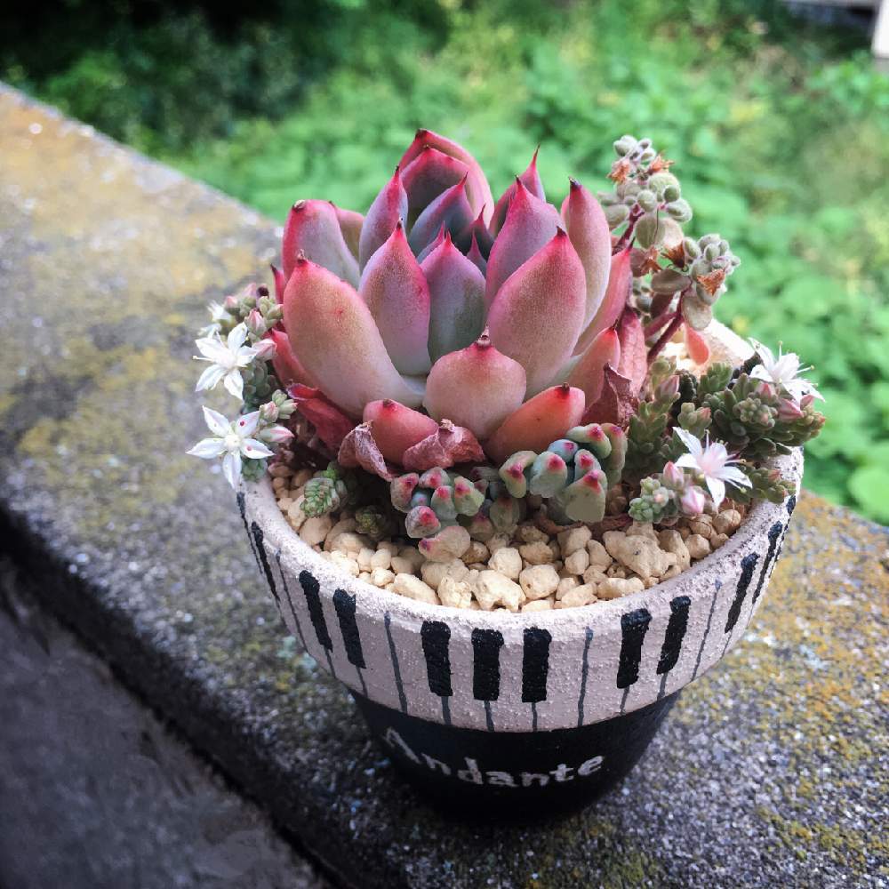 エケベリア ピアノの投稿画像 By Chiruyaさん 花芽と多肉植物とセダムの花 と今日の一枚とエケベリア属とパクさん苗とchiruya鉢と多肉寄せ植えとsucculent 19月5月14日 Greensnap グリーンスナップ