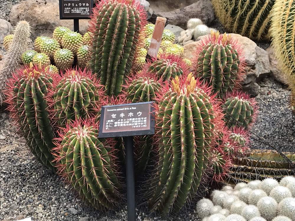 サボテン科の投稿画像 By にゃんこさん セキホウとお出かけ先とサボテン科 19月5月14日 Greensnap グリーンスナップ Greensnap グリーンスナップ