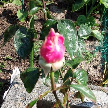 ベルサイユのバラ♪の画像 by うさぎさん | 小さな庭と花のある暮らしと癒し系とベルサイユのバラ♪