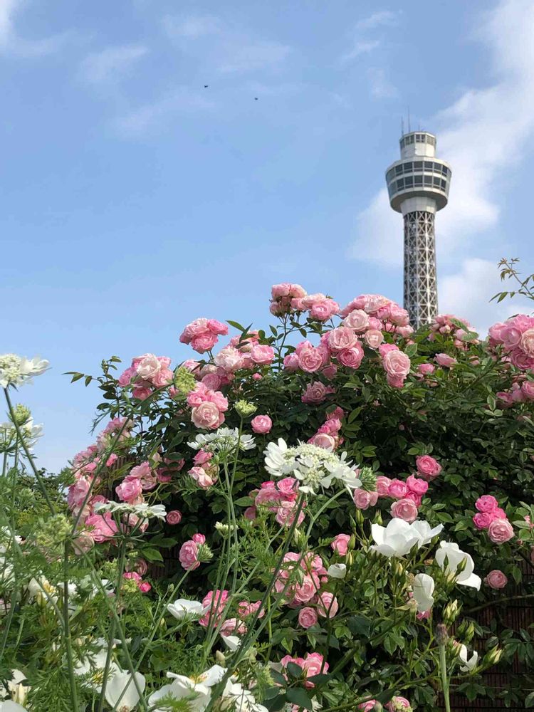 mamiさんの山下公園への投稿