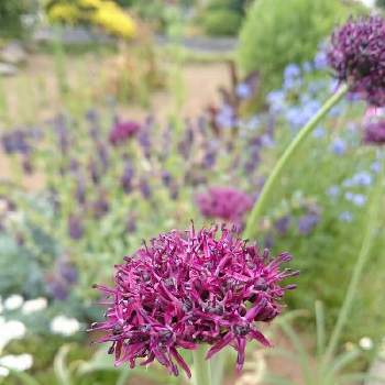 アリウム アトロパープレウムの投稿画像一覧 Greensnap グリーンスナップ