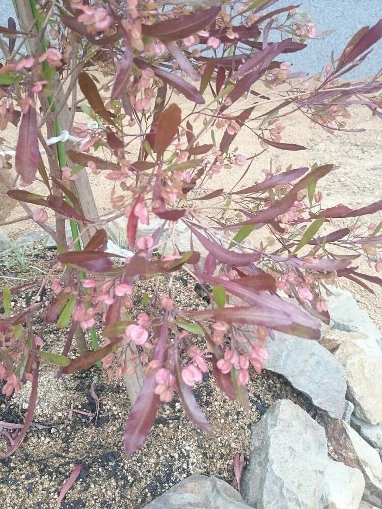 ドドナエアプルプレアの投稿画像 By みのりさん いとおしい植物の表情フォトコン19 19月5月14日 Greensnap グリーンスナップ