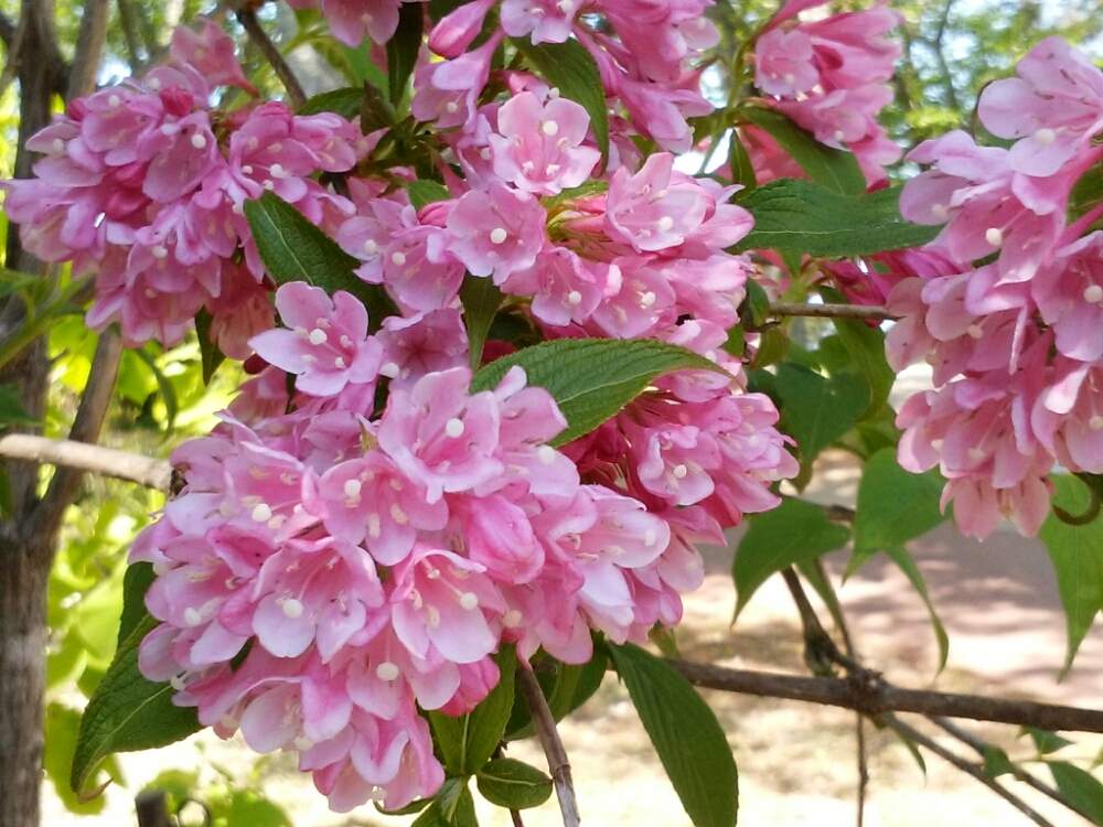 ウツギの投稿画像 By Moonさん 散歩とピンクの花と船岡城址公園と初夏に近づく 19月5月14日 Greensnap グリーンスナップ