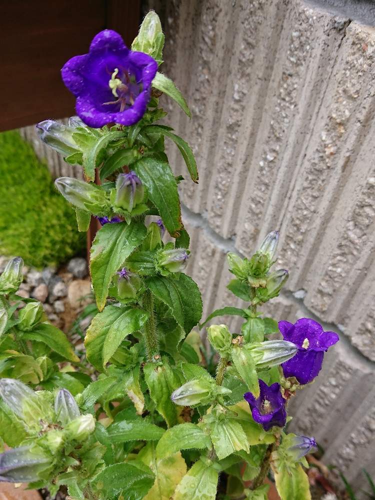 カンパニュラの投稿画像 By 葉っぱさん アプローチと花のある暮らしと花のある暮らし 19月5月14日 Greensnap グリーンスナップ Greensnap グリーンスナップ