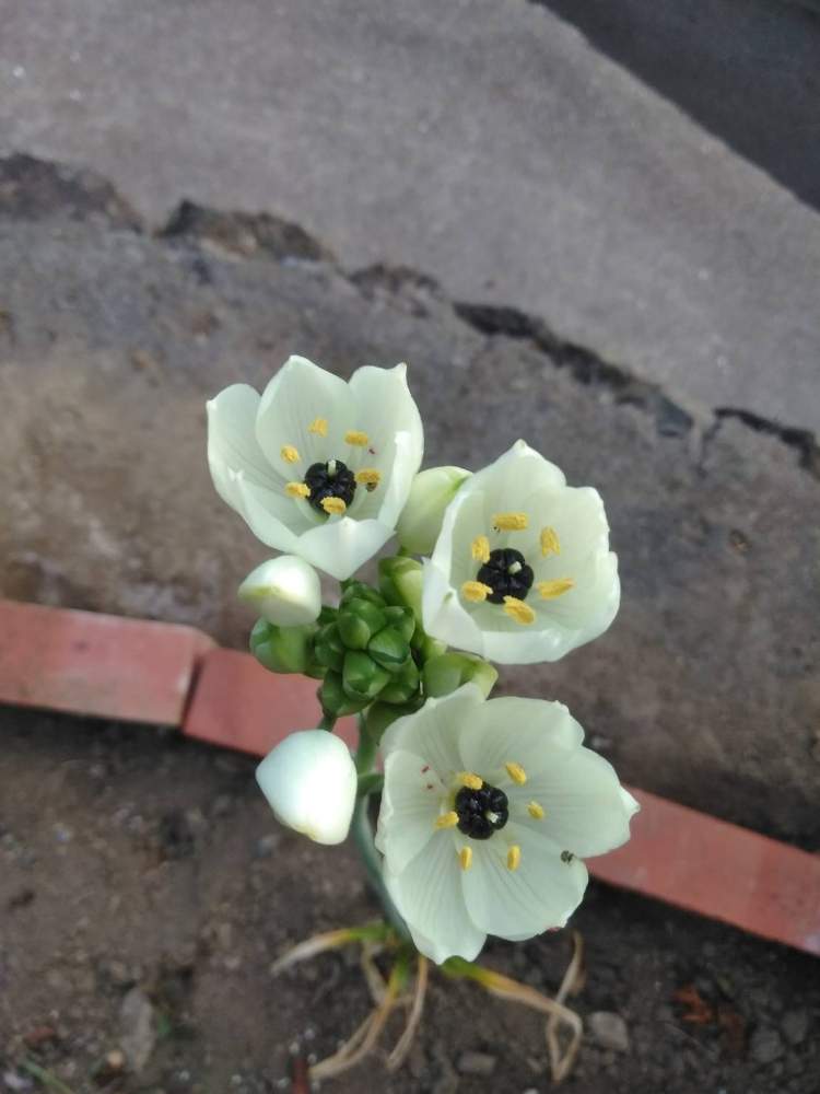 白い花の投稿画像 By しょこらんさん まだまだ初心者と花のある暮らしと春のお花 19月5月14日 Greensnap グリーンスナップ