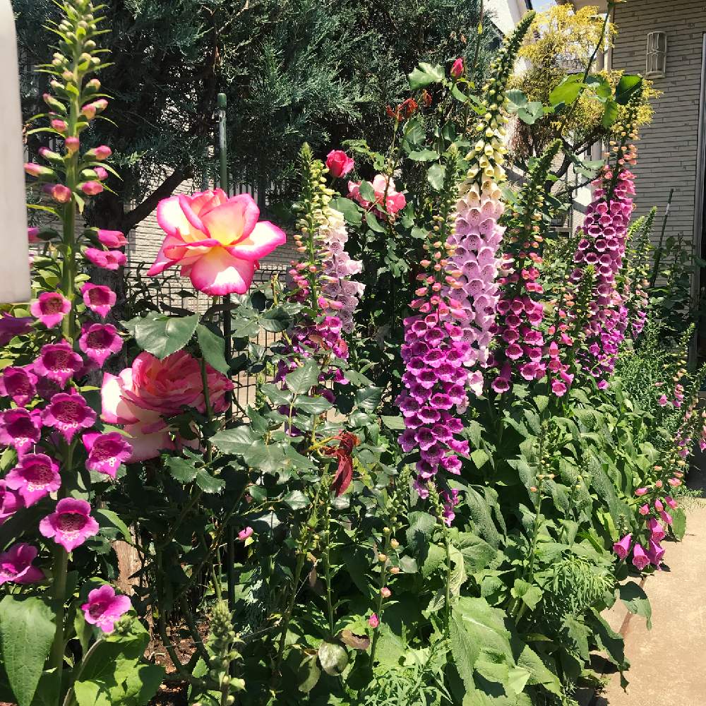 薔薇の投稿画像 By Junさん ジキタリスと小さな庭と令和最初の植物と薔薇 と植物のある暮らしと薔薇に魅せられてと癒しと成長中と趣味とジギタリス とガーデニングと花のある暮らしと薔薇 とバラ ミニバラとお花好きと薔薇の花と令和最初の植物と薔薇 と植物のある 薔薇の投稿画像 By Junさん ジキタリスと小さな庭と令和最初の植物と薔薇 と植物のある暮らしと薔薇に魅せられてと癒しと成長中と趣味とジギタリス とガーデニングと花のある暮らしと薔薇 とバラ ミニバラとお花好きと薔薇の花と令和最初の植物と薔薇 と植物のある