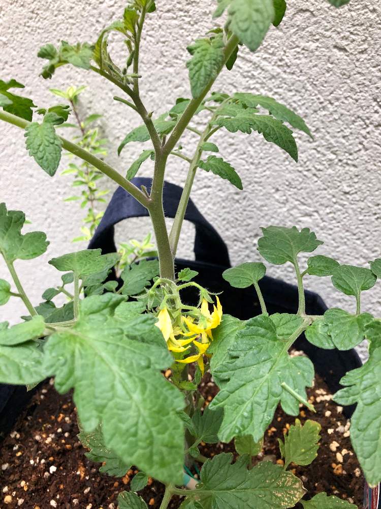 ミニトマトの投稿画像 By Naoariさん Kagome ぷるるん ミニトマトと黄色い花とミニトマト苗とひとてま込めてとアースガーデン アンバサダーと小さな庭と黄色い花とミニトマト苗とひとてま込めてとアースガーデン アンバサダー 19月5月14日 Greensnap グリーン
