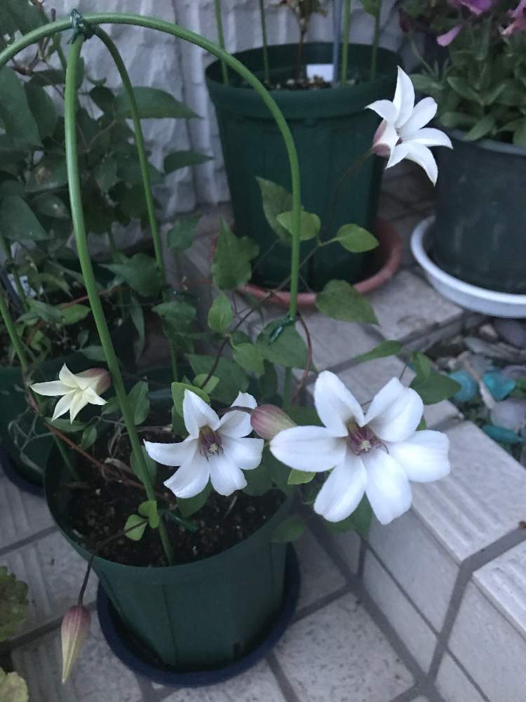 クレマチスの投稿画像 By いーさん クレマチス プリンセス ケイト 19月5月14日 Greensnap グリーンスナップ