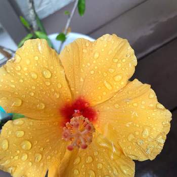 黄色いのハイビスカスの投稿画像一覧 Greensnap グリーンスナップ