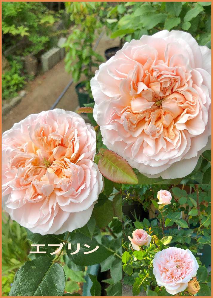 エブリンの投稿画像 By Citrusさん ばら バラ 薔薇と強香のバラとバラ 鉢植えとイングリッシュ ローズと香りの良いバラとデビッドオースチンローズガーデン 19月5月14日 Greensnap グリーンスナップ