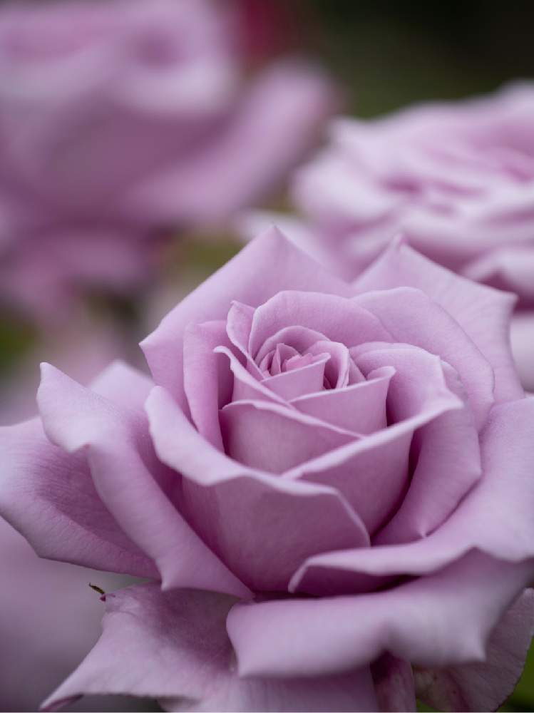 バラの投稿画像 By Houroumonoさん 紫色の花とばら バラ 薔薇 19月5月14日 Greensnap グリーンスナップ