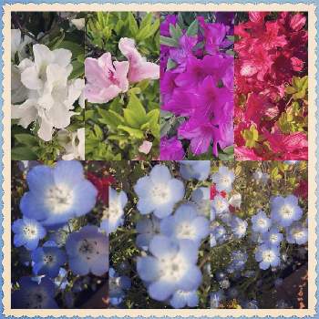 地植え,流木,ボタニカルライフ,サボテン☆,ロックガーデンの画像