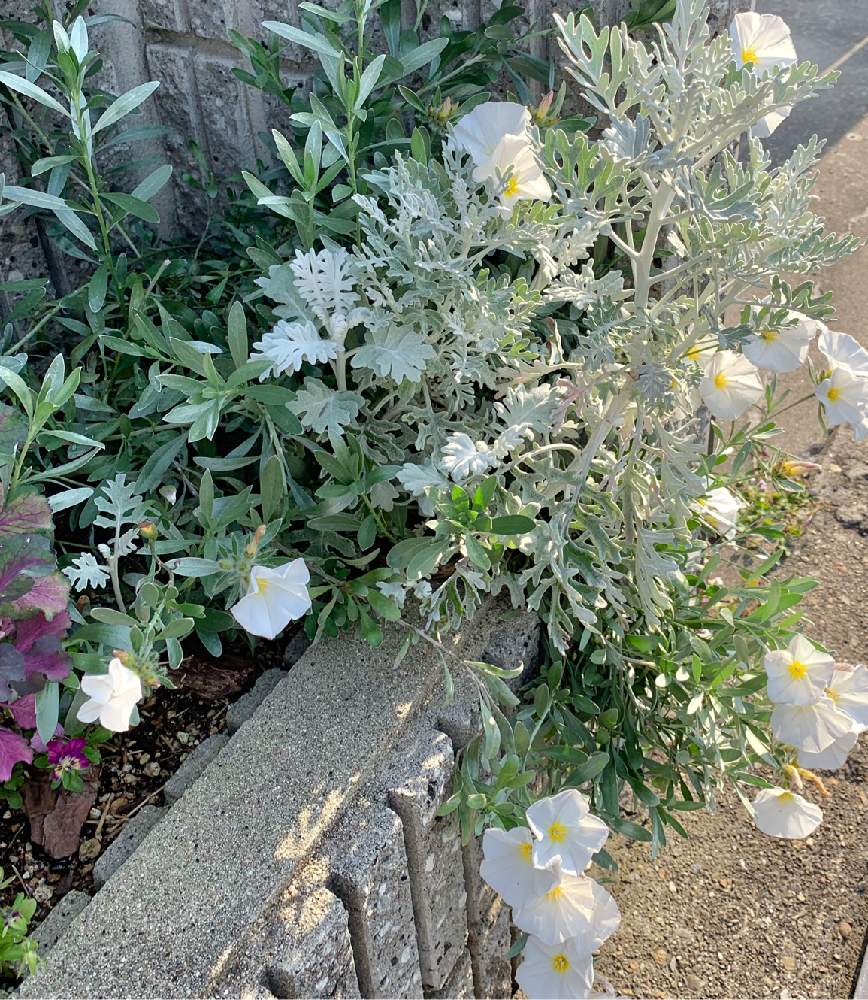 コンボルブルスクネオルムの投稿画像 By まっきゃんさん たくさん 咲くといいなと花のある暮らしと白い花と葉っぱ好きとシルバーリーフ 19月5月14日 Greensnap グリーンスナップ