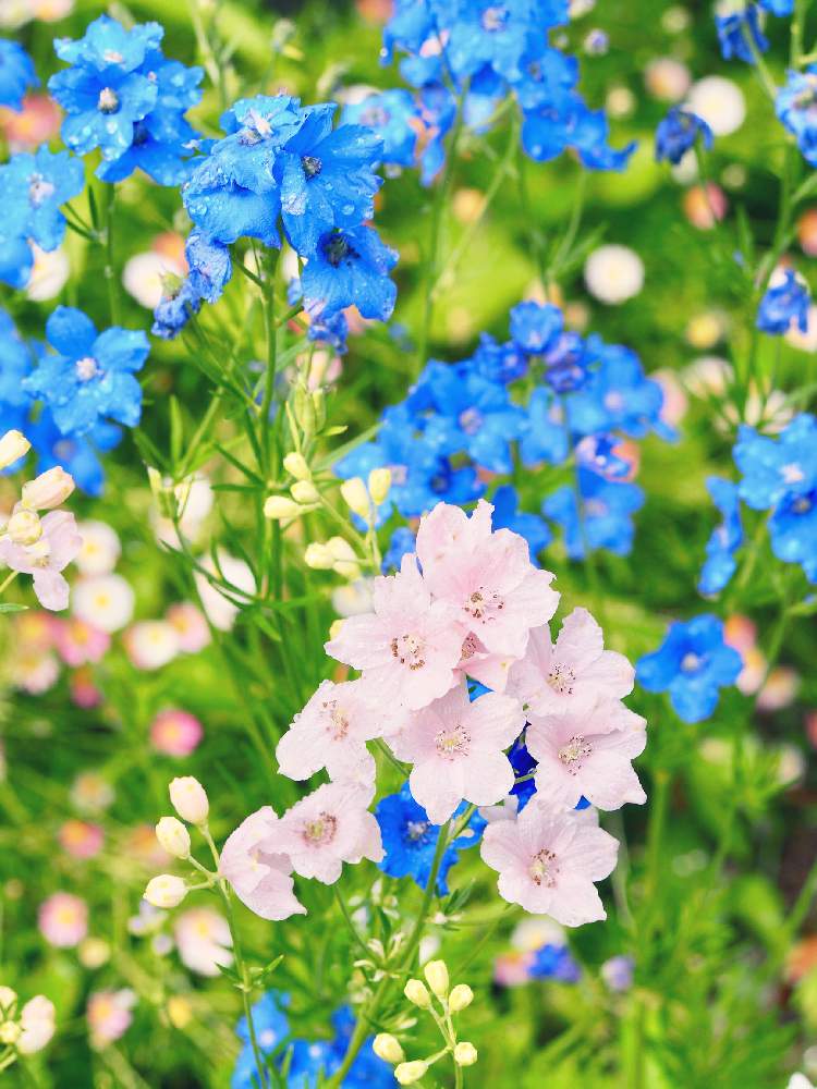デルフィニウムの投稿画像 By みらのさん エリゲロンと雨上がりと青い花と初夏の庭とガーデニングと花のある暮らしとブルーガーデン 19月5月15日 Greensnap グリーンスナップ