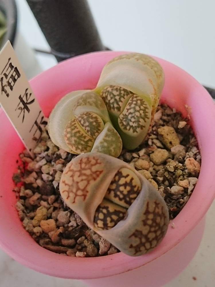 これまでで最高の花 リトープス 花言葉 すべての美しい花の画像