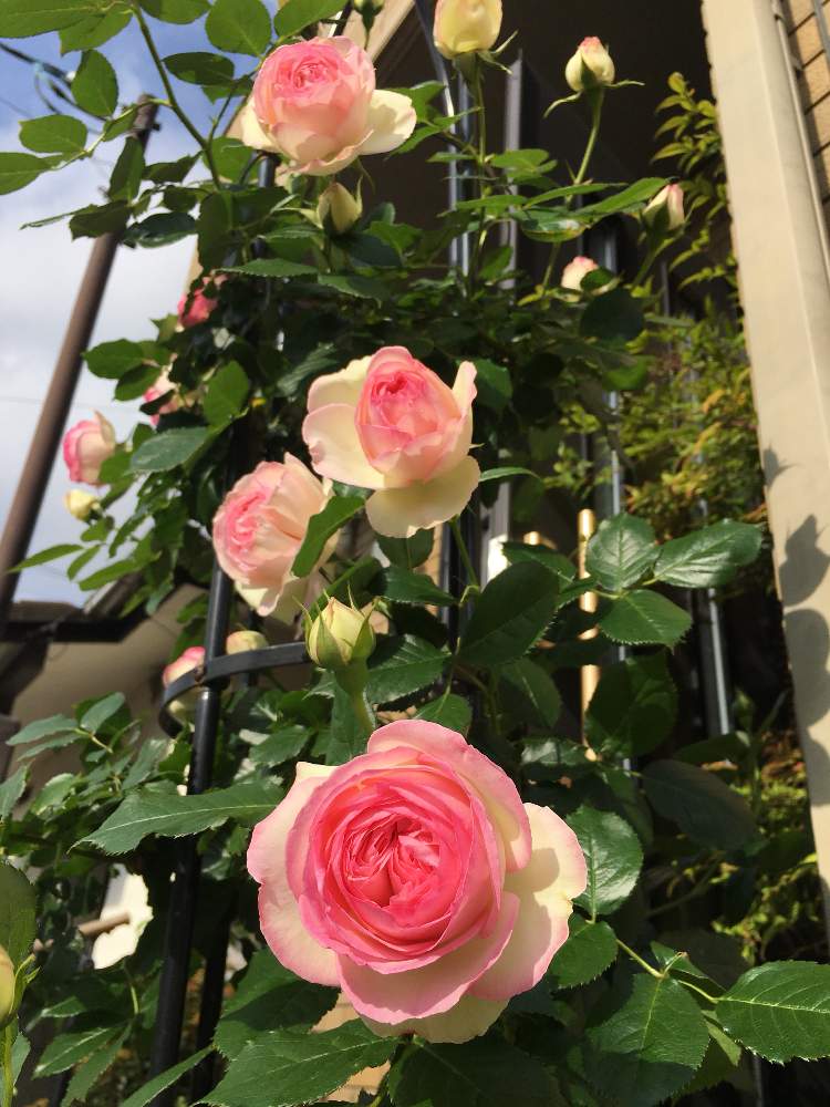 和ばらの投稿画像 By まぁにゃさん つるバラとバラ 半つるとバラ 鉢植えとバラ 木立と花のある暮らしとバラ ミニバラ 19月5月15日 Greensnap グリーンスナップ