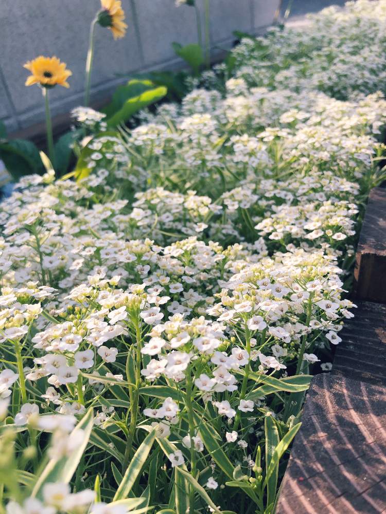 スーパーアリッサム フロスティナイトの投稿画像 By つばきさん 真っ白な花と花壇とスーパーアリッサム フロスティーナイトと花のある暮らしと地植え 19月5月15日 Greensnap グリーンスナップ