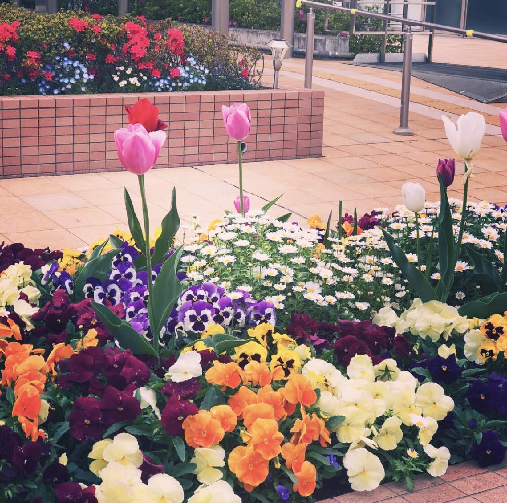 地植えの投稿画像 By 花時計さん 花のある暮らしとお出かけ先とお出掛け先の見事な花壇 と春の花々色々 と地植えと花のある暮らしとお出掛け先の見事な花壇 と春の花々色々 19月5月15日 Greensnap グリーンスナップ Greensnap グリーンスナップ