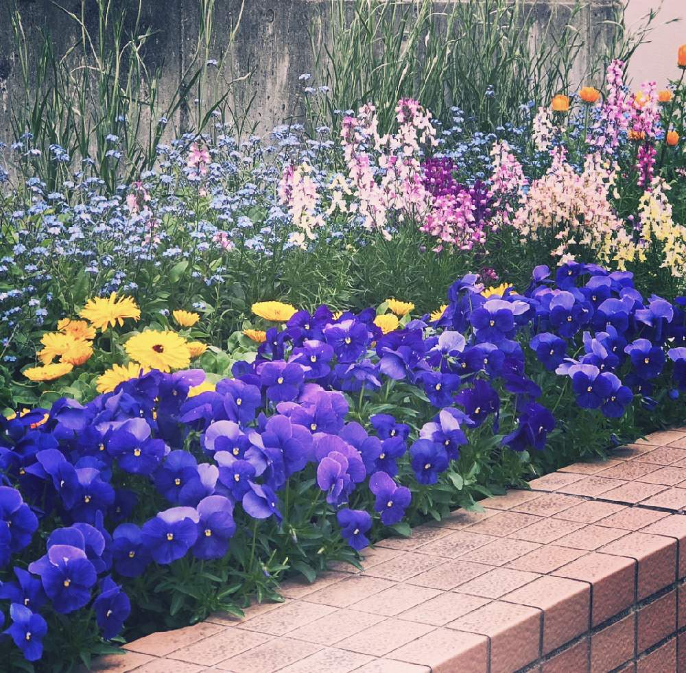 地植えの投稿画像 By 花時計さん 花のある暮らしとお出掛け先の見事な花壇 と春の花々色々 19月5月15日 Greensnap グリーンスナップ
