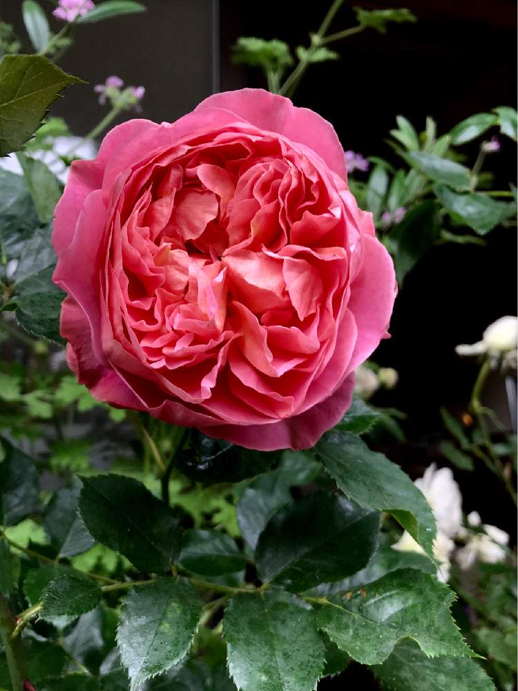 ボスコベルの投稿画像 By ゆーこさん バラ初心者とばら バラ 薔薇と花のある暮らしとばら 薔薇 バラとバラ ミニバラとバラ鉢植えとイングリッシュ ローズとデビッドオースチン 19月5月15日 Greensnap グリーンスナップ