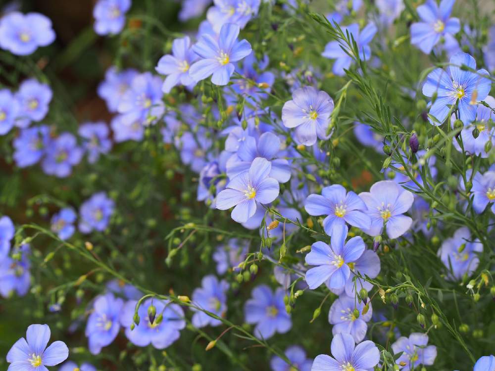 アマの投稿画像 By みらのさん 宿根アマとリナム ペレンネとリナム ペレンネと広い庭と青い花と初夏の庭とガーデニングと花 のある暮らしとブルーガーデンと青い花と初夏の庭とガーデニングと花のある暮らしとブルーガーデン 19月5月15日 Greensnap グリーン