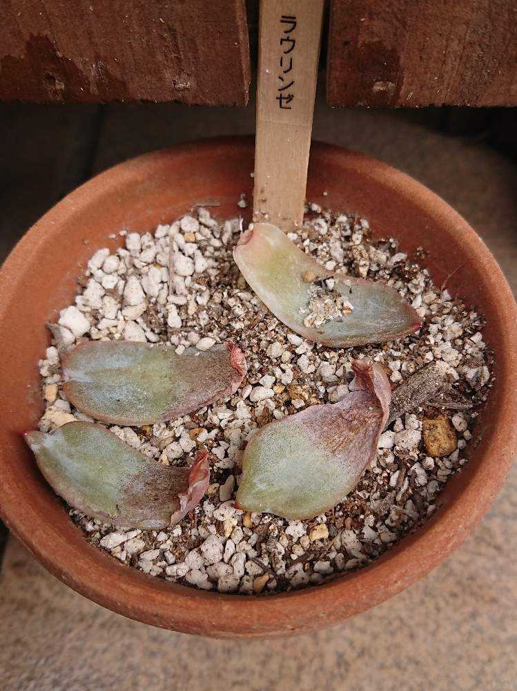 ほろ酔い美人 葉挿し 発芽・発根済み 1枚 多肉植物