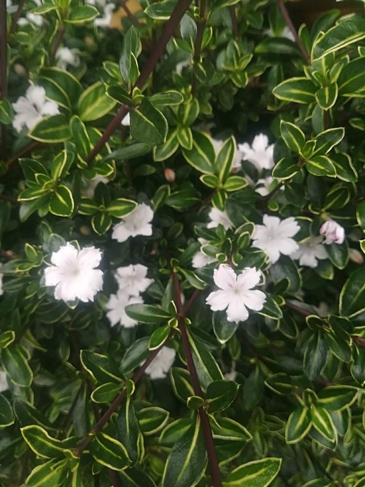 ハクチョウゲの投稿画像 By オアシス さん 斑入りハクチョウゲと白い花とかわいいな とかれんな花とちいさな花 19月5月15日 Greensnap グリーンスナップ
