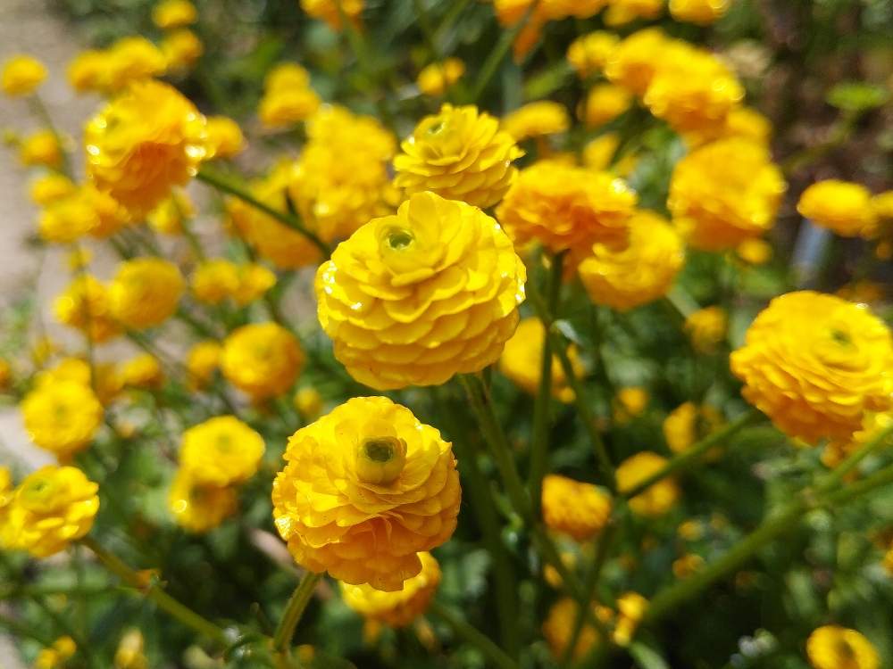 ラナンキュラス ゴールドコインの投稿画像 By じゅんさん 太陽に輝くと黄色い花と小花とげんきときいろいお花と可愛い小花とフリルとビタミンカラー 19月5月15日 Greensnap グリーンスナップ
