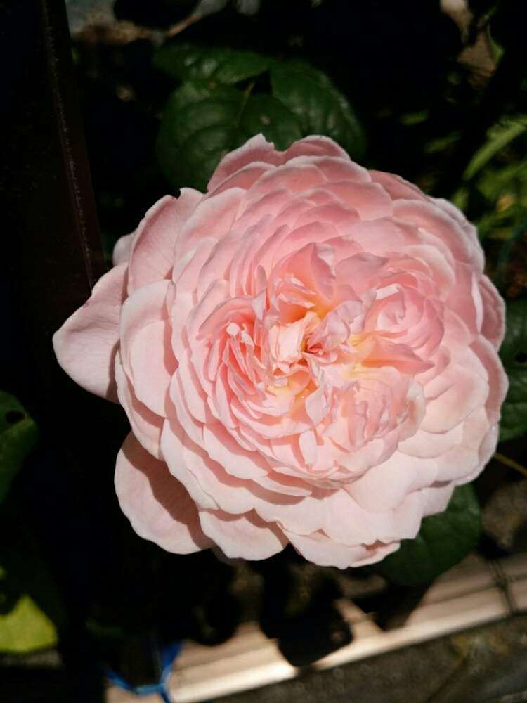 薔薇 クイーン オブ スウェーデンの投稿画像 By Ribuさん 花のある暮らしとバラ クイーンオブスウェーデンとかわいいね 19月5月15日 Greensnap グリーンスナップ