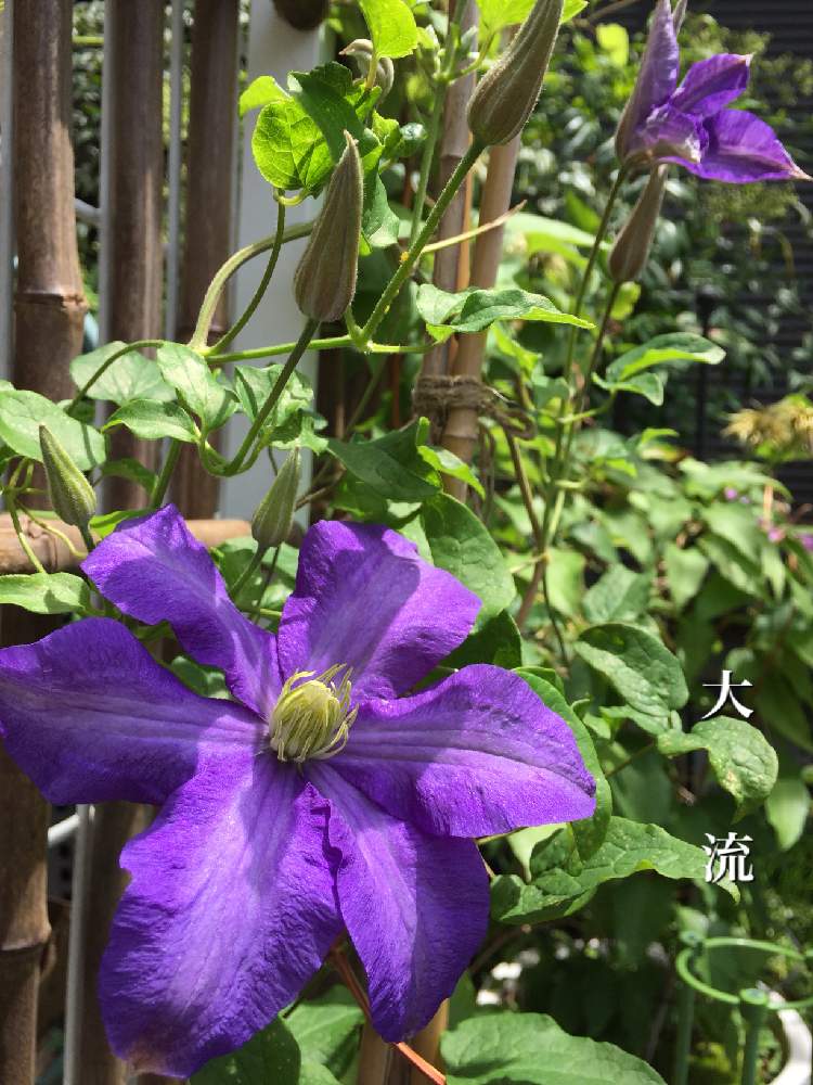 クレマチス の投稿画像 By 美野美谷さん 和の庭と和風の庭とクレマチス 鉢植えと広い庭とクレマチス 大流とクレマチス と和の庭と和風の庭とクレマチス 鉢植えとクレマチス 大流 19月5月15日 Greensnap グリーンスナップ Greensnap グリーンスナップ