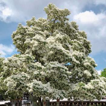 なんじゃもんじゃの木 の投稿画像一覧 Greensnap グリーンスナップ