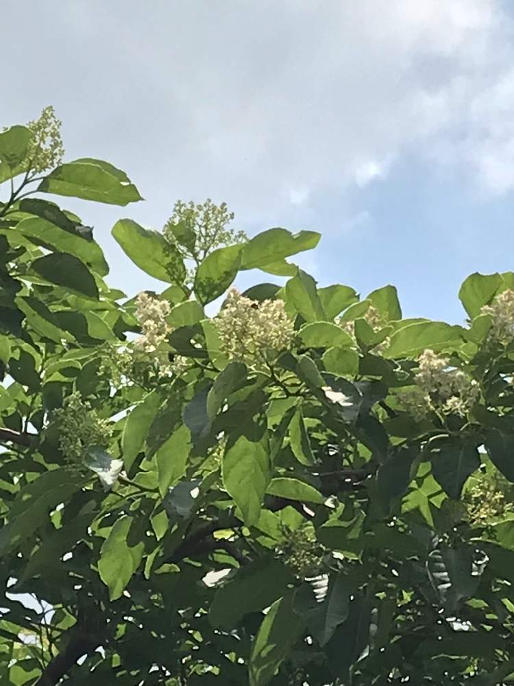 樹木の花の投稿画像 By Bu Bu Chanさん 沖縄と清楚と花のある暮らしとジャンクガーデンと白い花と虫が集まってくる樹 19月5月15日 Greensnap グリーンスナップ