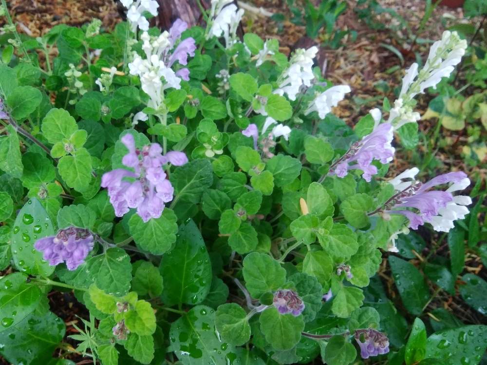 タツナミソウ 白 紫の投稿画像 By ミエコさん 北の大地北海道と青い花と花のある暮らしと頑張れ えっこと白い花 19月5月15日 Greensnap グリーンスナップ