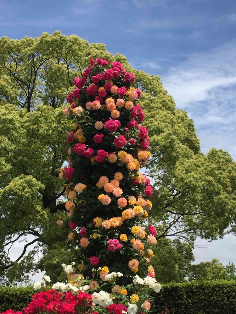 おんぷ♪さんの山下公園への投稿