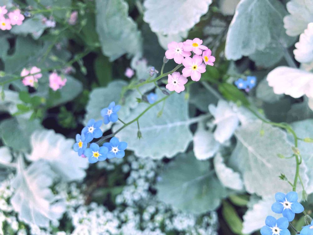 空花（くうか）さんの港の見える丘公園への投稿