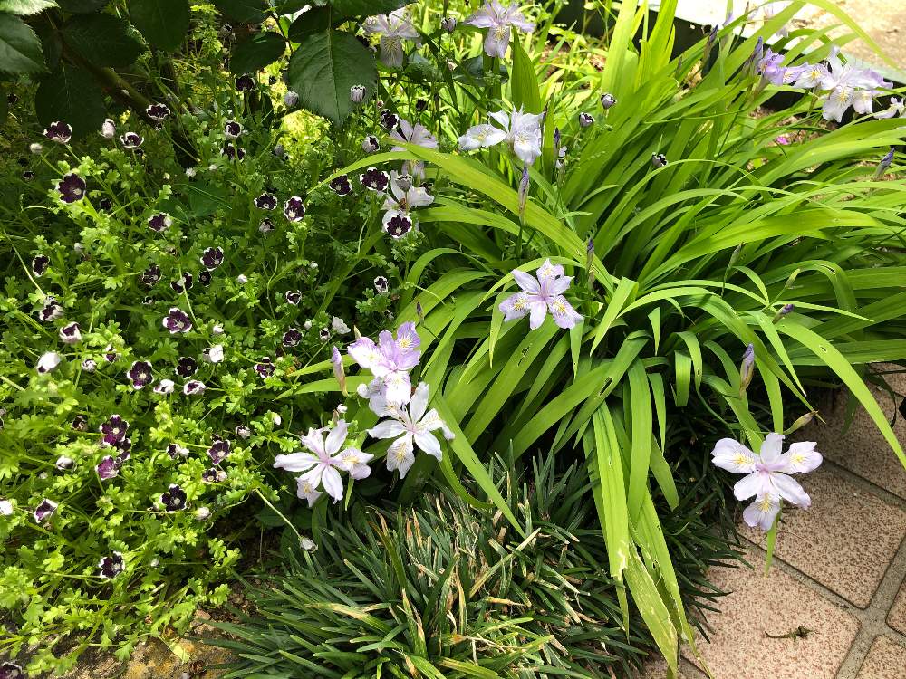 ネモフィラの投稿画像 By Bukkieさん ヒメシャガと小さな庭とガーデニングと山野草と花のある暮らしと山野草男子とガーデニングと山野草と花のある暮らしと山野草男子 19月5月15日 Greensnap グリーンスナップ Greensnap グリーンスナップ ネモフィラの投稿画像 By Bukkieさん ヒメシャガと小さな庭とガーデニングと山野草と花のある暮らしと山野草男子とガーデニングと山野草と花のある暮らしと山野草男子 19月5月15日 Greensnap グリーンスナップ Greensnap グリーンスナップ