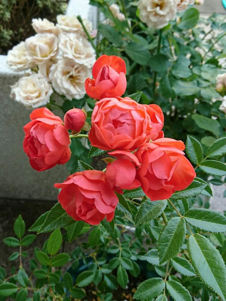 オレンジマザーズディの投稿画像 By 園芸部員さん ばら バラ 薔薇とミニバラ鉢植えと今日の一枚と今日の花とバラ ミニバラとばら バラ 薔薇と ミニバラ鉢植えと今日の一枚と今日の花とバラ ミニバラ 19月5月15日 Greensnap グリーンスナップ Greensnap