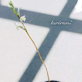 ぬお の投稿画像一覧 Greensnap グリーンスナップ