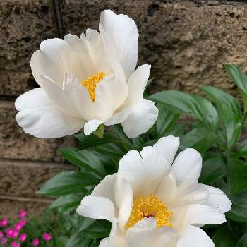 高貴な花の投稿画像一覧 Greensnap グリーンスナップ