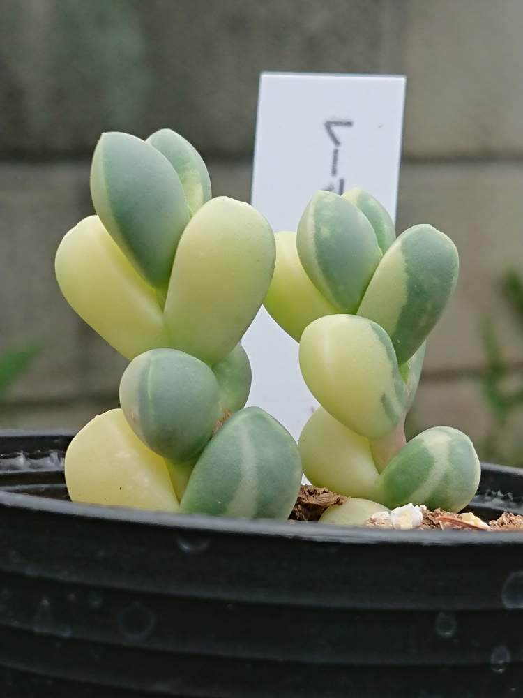 レーマニー錦の投稿画像 By そよ風さん 元気いっぱいと多肉植物とメセンと癒しと成長中と多肉女子とタニラーとかわいいとレーマニー錦 とタニクちゃん 19月5月15日 Greensnap グリーンスナップ