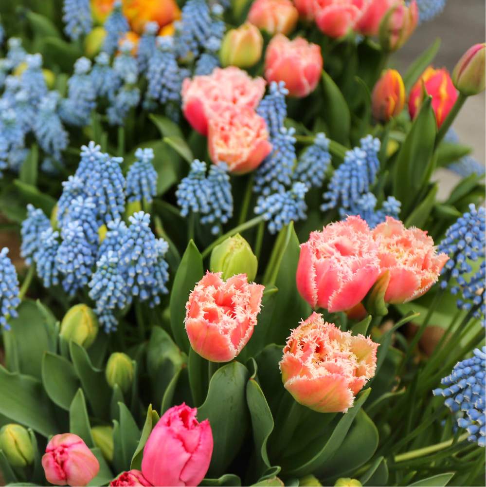 チューリップの投稿画像 By Yappieさん ムスカリと春のお花とフリンジ咲きとオランダと チューリップとキューケンホフ公園とフリンジ咲きチューリップと花のある暮らしとカメラ好き 19月5月15日 Greensnap グリーンスナップ