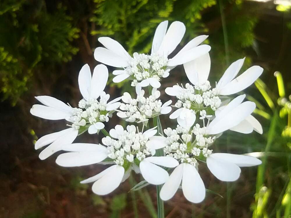 オルレアの投稿画像 By ｙｕ ｙｕさん お花と白い花と花のある暮らしとお花大好き とオルレアホワイトレース 19月5月15日 Greensnap グリーンスナップ