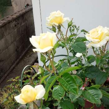 ベルサイユのバラ♪の画像 by うさぎさん | 小さな庭と花のある暮らしと癒し系とバラ・ミニバラ♪とベルサイユのバラ♪