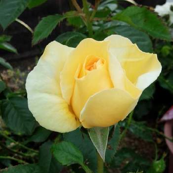 ベルサイユのバラ♪の画像 by うさぎさん | 小さな庭と花のある暮らしと癒し系とバラ・ミニバラ♪とベルサイユのバラ♪