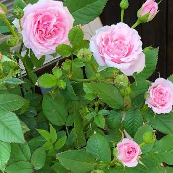 ミニ薔薇初心者の画像 by Flowerさん | 小さな庭とピンクの花とありがとう♡とミニ薔薇初心者とGSのみなさんに感謝♡と可愛い～( ´艸｀)♡と花のある暮らしとミニ薔薇を楽しむ