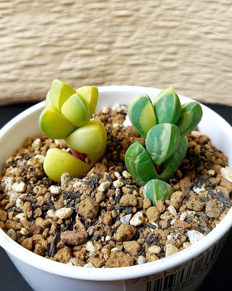 レーマニー錦の投稿画像 By 熊みたいな熊さん レーマニー錦ライムと多肉植物と観葉植物と室内栽培専門と多肉大好きと草植系男子とタニラーと斑入り葉っぱと珍奇植物とタニク初心者とled栽培 19月5月15日 Greensnap グリーンスナップ