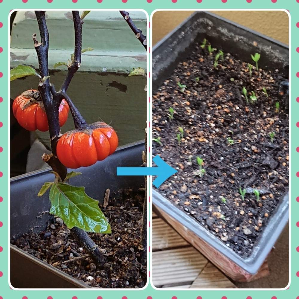 ソラナムパンプキンの投稿画像 By ろんさん バルコニー ベランダと花のある暮らしと植物大好きとバルコニストと動物大好きと花のある暮らしと植物大好きとバルコニストと動物大好き 19月5月15日 Greensnap グリーンスナップ Greensnap グリーンスナップ